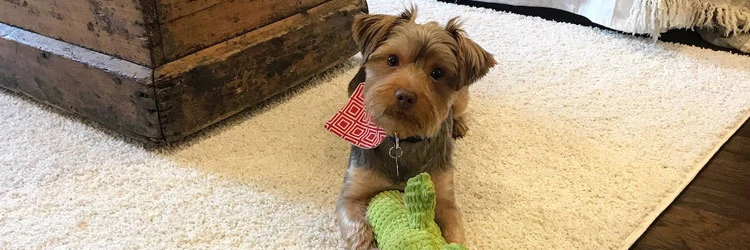 Pet perfect flooring | National Design Mart