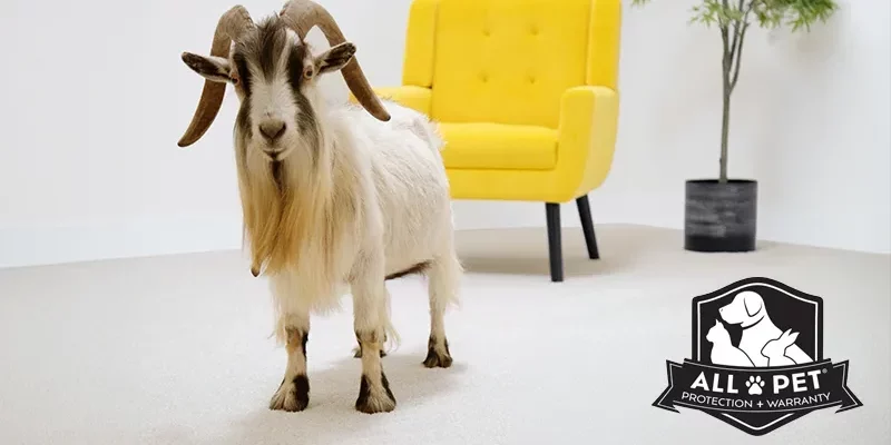 Exceptionally durable carpet